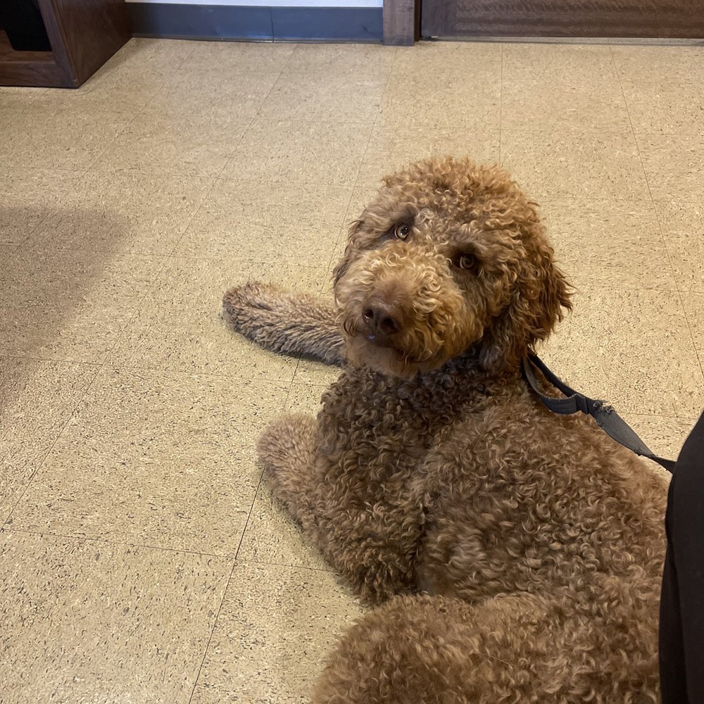 As a reference to curly* As a reference to curly*