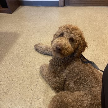 Fur Oak Professional Pet Grooming - As a reference to curly* - Pet Groomers Near Me - Austin, Texas