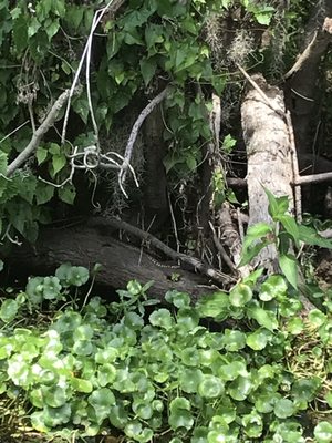 Blue Spring Adventures by null