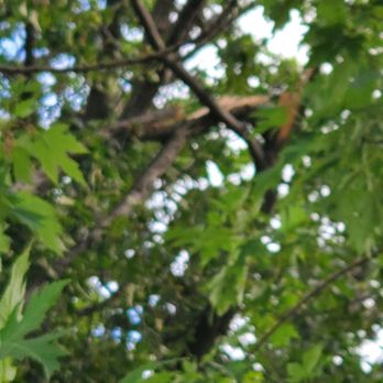 Curious Joe Tree Service - Tree Services Near Me - Florissant, Missouri