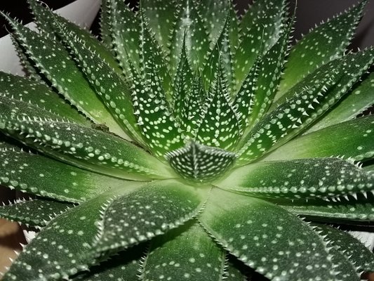 wanderfish Café by null