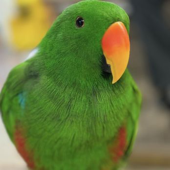 Lonestar Veterinary Hospital - We work with Birds as well. - Veterinarians Near Me - Humble, Texas Lonestar Veterinary Hospital - We work with Birds as well. - Veterinarians Near Me - Humble, Texas