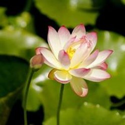 Sunland Water Gardens - Beautiful Lotus at Sunland Water Gardens. Come check it out