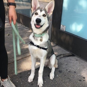 Karma Dog Training - Dog Walkers Near Me
