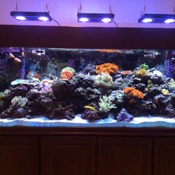 Aquarium Management Systems