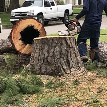 OM Tree Service - This tree was going to fall over in the next hurricane.  Glad these guys took it down. - Tree Services Near Me - Houston, Texas