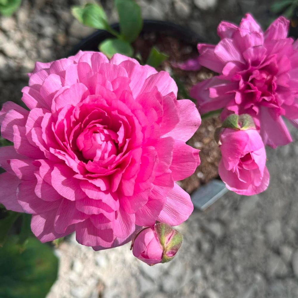 TOP 10 BEST Nurseries & Gardening near Chanute, KS 66720