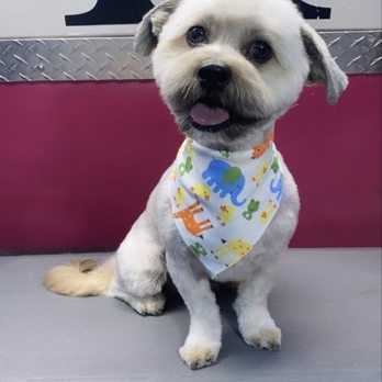 Royalty Unleashed Mobile Pet Spa - Pet Groomers Near Me Royalty Unleashed Mobile Pet Spa - Pet Groomers Near Me