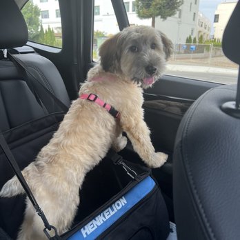 PetSmart - Ahsoka puppy!!! - Pet Stores Near Me - Campbell, California