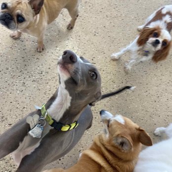 Bow Wow Care 101 - Pet Groomers Near Me - Laguna Niguel, California