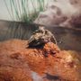Photo of Studley Grange Butterfly World