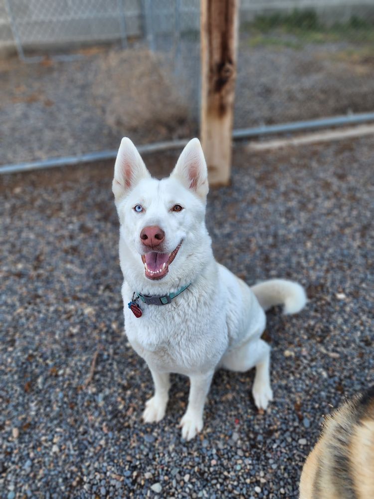 BNB PET RETREAT Updated September 2024 59 Photos & 21 Reviews