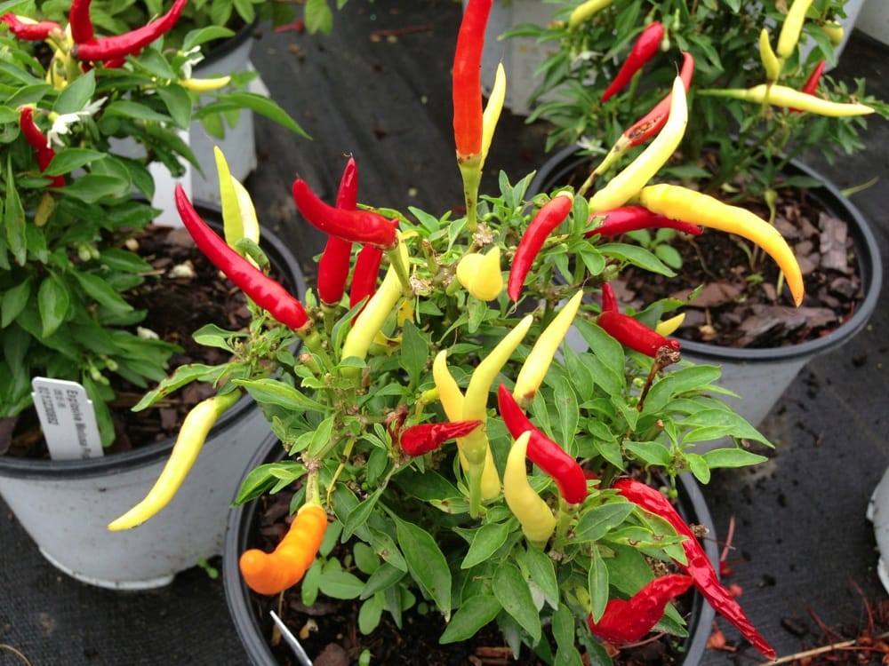 CREEK WHOLESALE NURSERY Updated August 2024 3613 Bridge