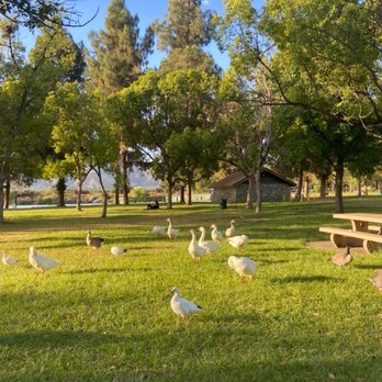 Santa Fe Dam Recreation Area - the friendly geese - Parks Near Me - Irwindale, California Santa Fe Dam Recreation Area - the friendly geese - Parks Near Me - Irwindale, California