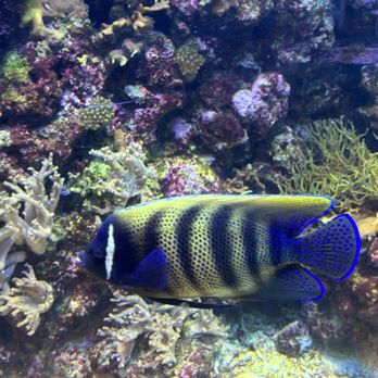 Downtown Aquarium - No idea - Museums Near Me - Denver, Colorado Downtown Aquarium - No idea - Museums Near Me - Denver, Colorado