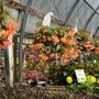 Photo of Leong's Nursery