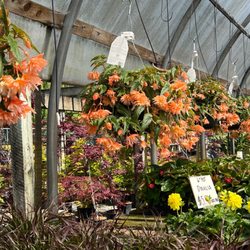Leong's Nursery