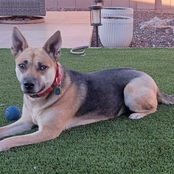 Camp Bow Wow - Tucson East - Pet Groomers Near Me - Tucson, Arizona Camp Bow Wow - Tucson East - Pet Groomers Near Me - Tucson, Arizona