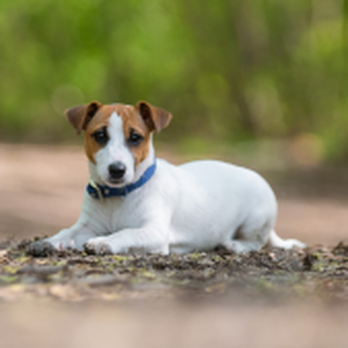 PetWellClinic - Scott Township - Veterinarians Near Me - Carnegie, Pennsylvania PetWellClinic - Scott Township - Veterinarians Near Me - Carnegie, Pennsylvania