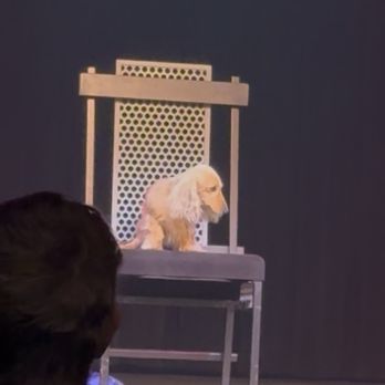 Alex Ramon Magic - MJ, the magic golden dachshund - Magicians Near Me - Stateline, Nevada Alex Ramon Magic - MJ, the magic golden dachshund - Magicians Near Me - Stateline, Nevada