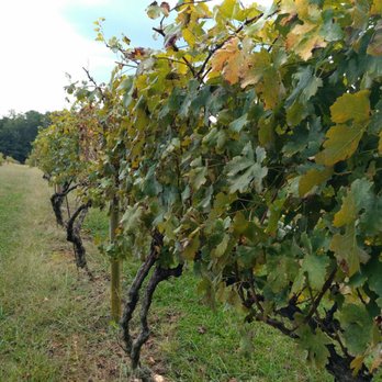 Sharp Mountain Vineyards - Wineries Near Me - Jasper, Georgia