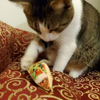 The Upper Paw - Taco Thursday - Pet Stores Near Me - Dallas, Texas
