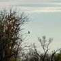 Photo of Great Egret Marsh Preserve