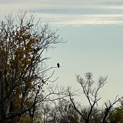 Great Egret Marsh Preserve