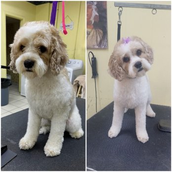 Bon Bonz Unique Stylez - Pretty girl - Pet Groomers Near Me Bon Bonz Unique Stylez - Pretty girl - Pet Groomers Near Me