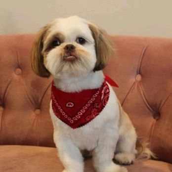 Sung's Grooming Studio - Clean and well groomed, my handsome pup. - Pet Groomers Near Me - Studio City, California Sung's Grooming Studio - Clean and well groomed, my handsome pup. - Pet Groomers Near Me - Studio City, California