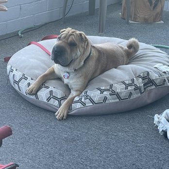 Great Pups Dog Training - Puppy Training - Redmond learning Place - Pet Training Near Me Great Pups Dog Training - Puppy Training - Redmond learning Place - Pet Training Near Me