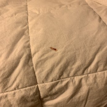 Hyatt Place Lansing - East - Stain on comforter - Hotels Near Me - Lansing, Michigan Hyatt Place Lansing - East - Stain on comforter - Hotels Near Me - Lansing, Michigan