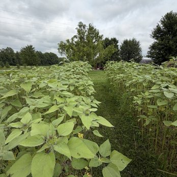 Eden Brothers - 7-8 ft. Sunflowers that are all 3 ft. Tall. Not good - Nurseries & Gardening Near Me - Arden, North Carolina