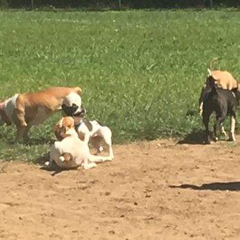 Thompson Dog Park - Dog Parks Near Me - Middletown, New Jersey Thompson Dog Park - Dog Parks Near Me - Middletown, New Jersey