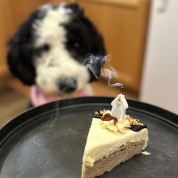 Three Dog Bakery - Cake! - Pet Stores Near Me - Apple Valley, Minnesota