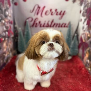 Spoiled Pup - Holiday pic! Cutie - Pet Groomers Near Me - Las Vegas, Nevada Spoiled Pup - Holiday pic! Cutie - Pet Groomers Near Me - Las Vegas, Nevada