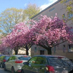 Britz - Baumblüte in Britz / Blooming Japanese cherry trees in Britz