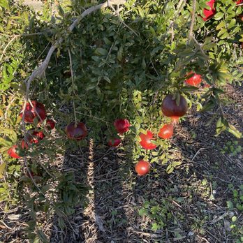 Edge Of Nowhere Farm - Pomegranate - Attraction Farms Near Me - Wittmann, Arizona Edge Of Nowhere Farm - Pomegranate - Attraction Farms Near Me - Wittmann, Arizona