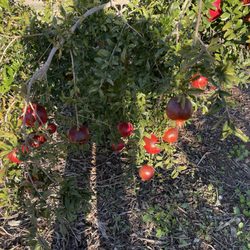 Edge Of Nowhere Farm - Pomegranate