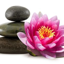 Jean Donati Acupuncture - The Lotus symbolises beauty and rebirth through adversity