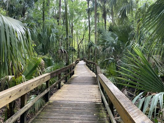 Highlands Hammock State Park by null