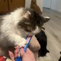 Hilmar Animal Hospital