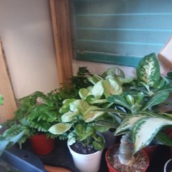 Ireland's Nursery and Gift Shoppe