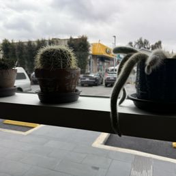 Cactus Cactus