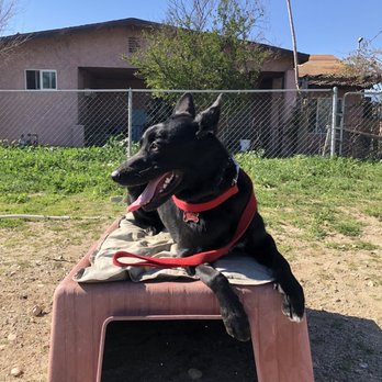 Bad Attitude K9 - Our doggo after several basic obedience classes. - Pet Training Near Me