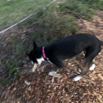 PuppyLuv Academy - Pet Training Near Me PuppyLuv Academy - Pet Training Near Me