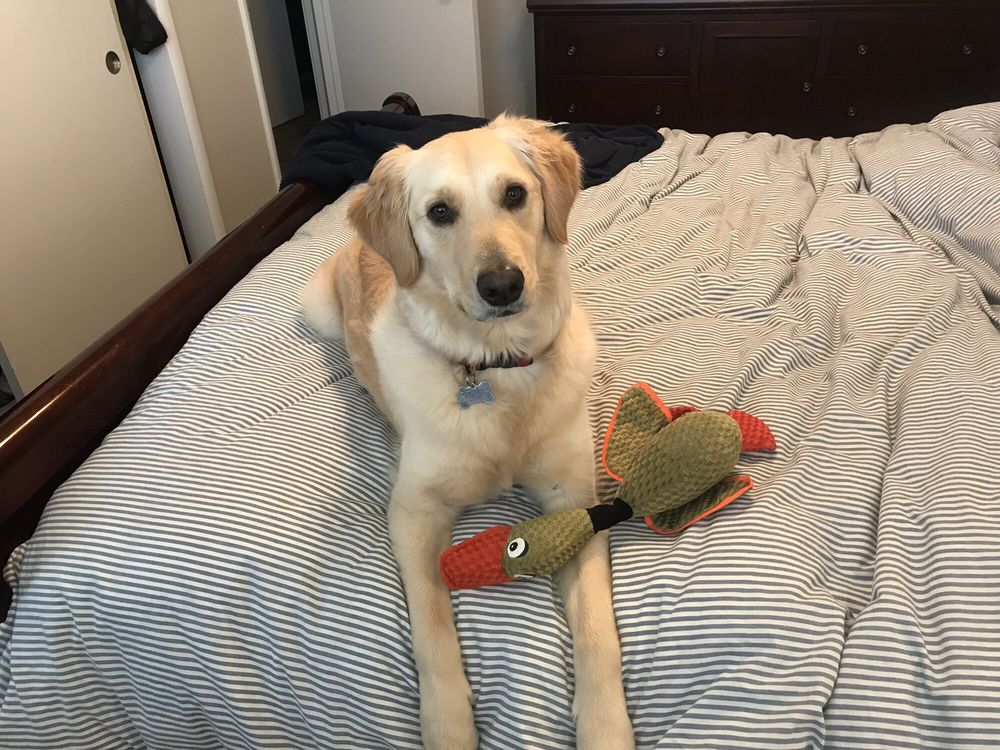 DOGZ ‘N CATZ 17 Photos & 33 Reviews Pet Groomers 1418 Clovis Ave