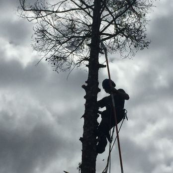 Very Good Tree Service - Tree Services Near Me
