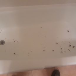 Cockroaches in the bathtub.