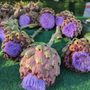 Photo of Culver City Farmers Market